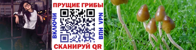 МЕГА как войти  Советск  Псилоцибиновые грибы MAGIC MUSHROOMS 